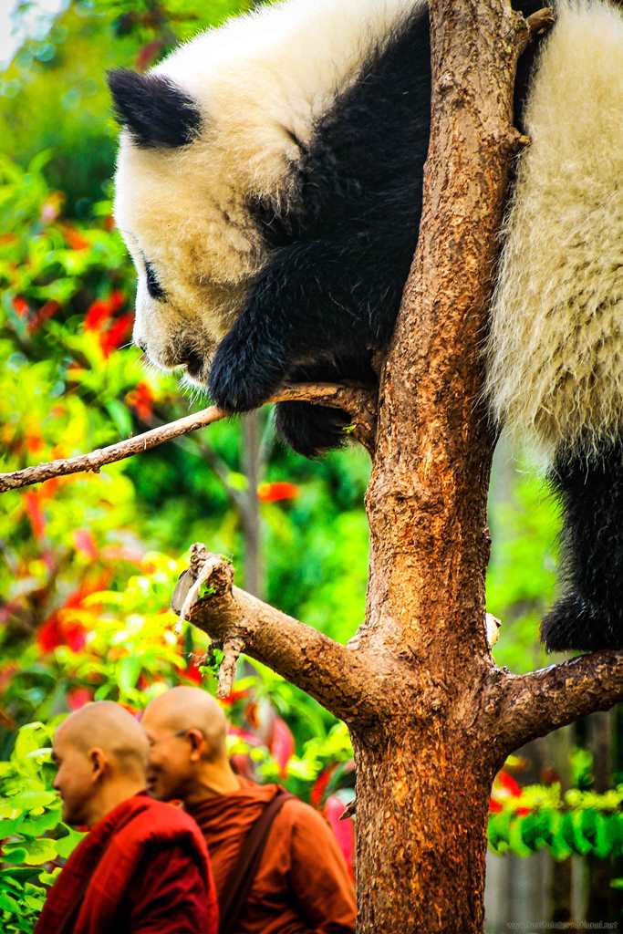 在四川的熊猫基地的大熊猫懒羊羊的挂在树上