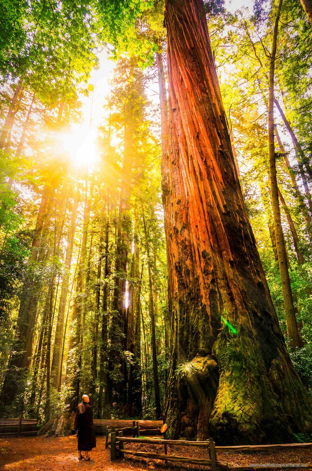 在美国加州红杉树国家公园的千年红杉树