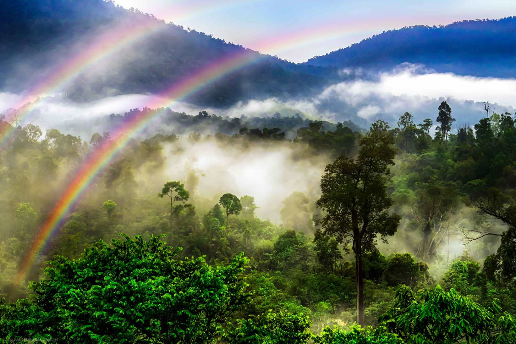 传法生态林的午后春雨现双虹
